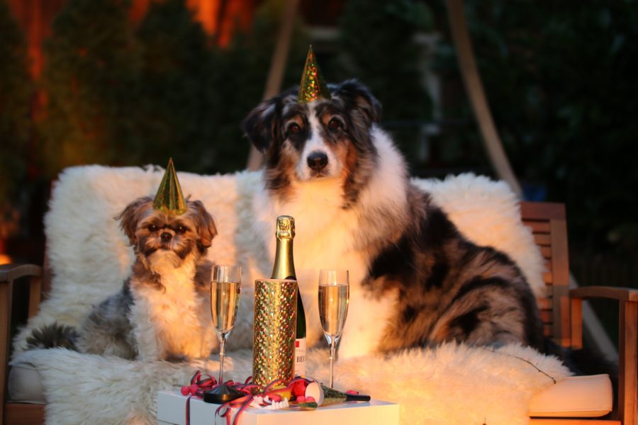 perros celebrando el Año Nuevo